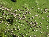  Borišov